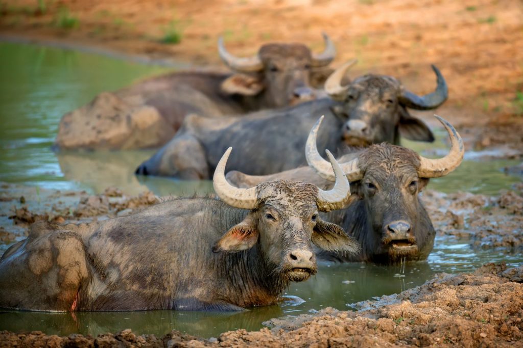 Buffalo in dirt in Yala National Park 1536x1024 1