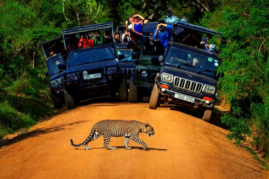 Yala National park leopard sighting 1